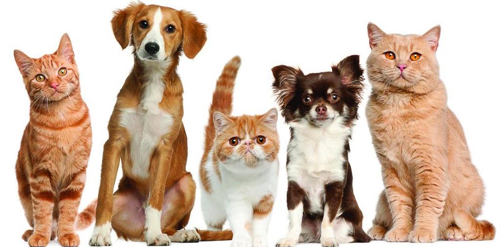 Доска объявлений о животных | ЗооТом - продажа, вязка и услуги для животных в Орле