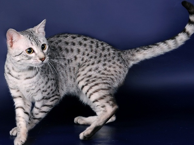 Породы кошек в Орле | ЗооТом портал о животных