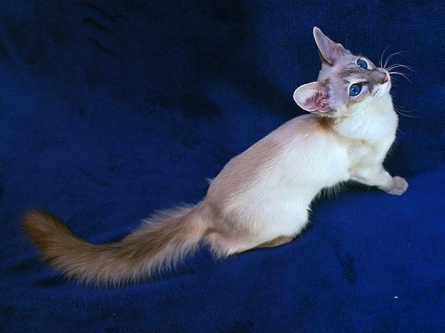 Выведенные породы кошек в Орле | ЗооТом портал о животных