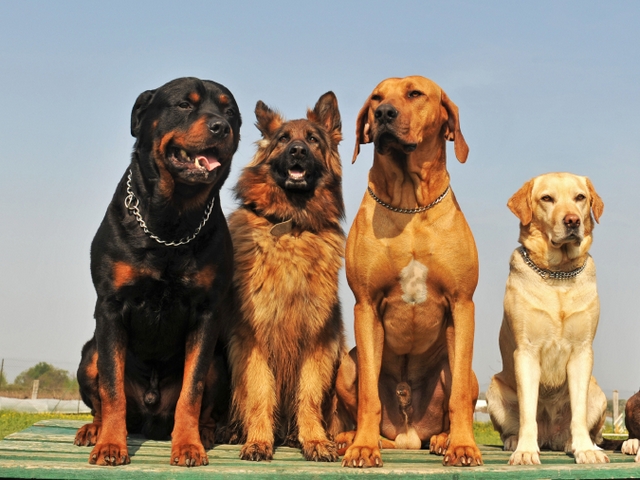Крупные породы собак в Орле | ЗооТом портал о животных